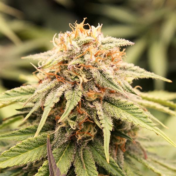 PriZmatic by Humboldt Seed Organisation – 12/12 Photoperiod – Indica-heavy – Feminized – image 1 – Seed City