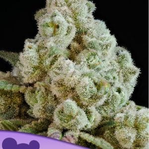 Privileged Baddie from Anesia Seeds
