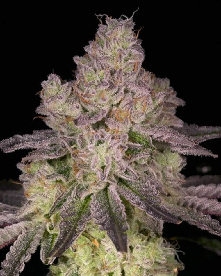 Image 1 of Prodigy cannabis by Archive Seeds – 12/12 Photoperiod – Gassy – Indoor – Seed City