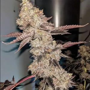 Professor Trichome - Cheesecake x Gelato Auto cannabis seeds – Stress Relief – Indoor – Earthy – image 1 from Seed City