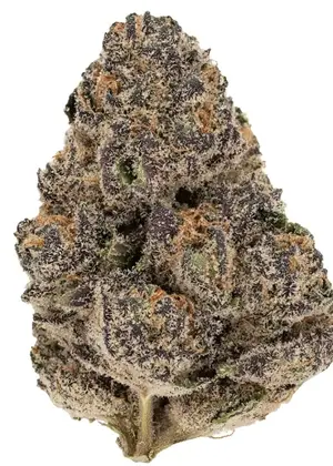 Purple Cannabis Seeds | Seed City