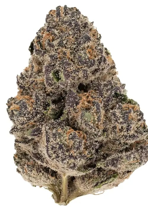Professor Trichome - Modified Grapes cannabis seeds – Honey – Super Strength – Feminized – image 1 from Seed City