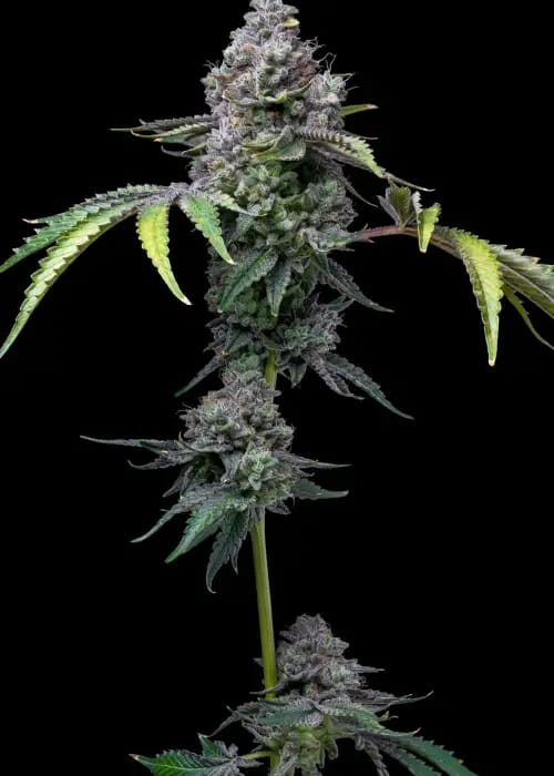 Professor Trichome - RS11 x Apple Fritters cannabis – image 1 – Seed City