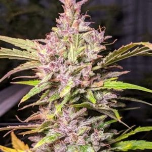 Professor Trichome - Whiskey Zulu Auto cannabis – image 1 – Seed City