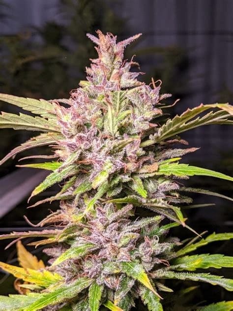 Professor Trichome - Whiskey Zulu Auto cannabis – image 1 – Seed City
