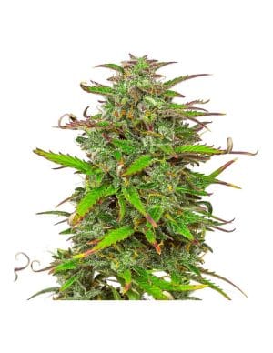 Professor Trichome – Zkittles Tangie Power Auto