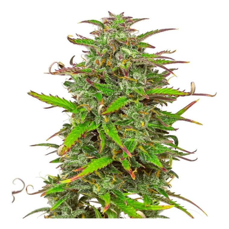Professor Trichome - Zkittles Tangie Power Auto cannabis – image 1 – Seed City