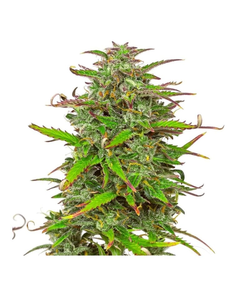 Professor Trichome - Zkittles Tangie Power Auto cannabis – image 1 – Seed City