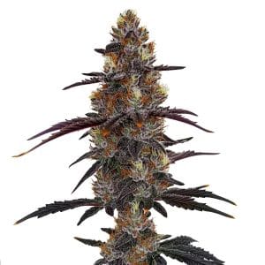 Professor Trichome – Zruntz
