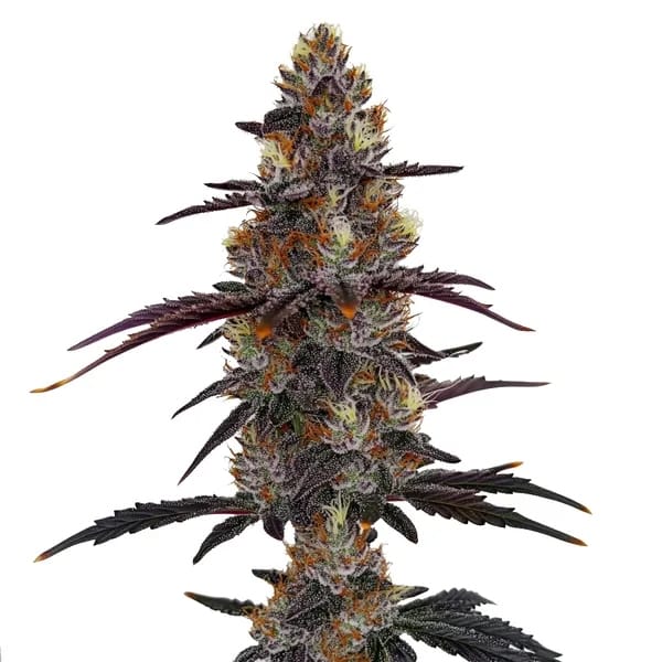 Professor Trichome - Zruntz cannabis seeds – Mostly Indica – Stress Relief – Super Strength – image 1 from Seed City