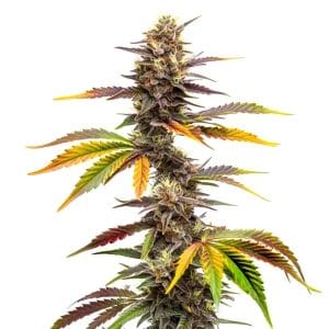 Professor Trichome – Zwonka