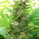 showing 12/12 Photoperiod – Suited for indoor growing – Sativa-leaning – image 3 – Seed City