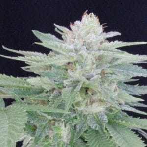 Provolone #21 by Propaganja Seeds – Guaranteed female plants – Indica Dominant – 12/12 Photoperiod – image 1 – Seed City