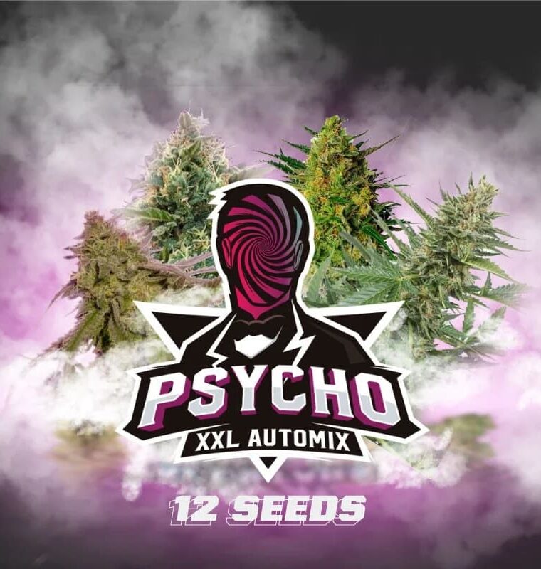 Auto-Flowering – Creative – Sweet – Psycho XXL Automix strain – image 1 – from BSF Seeds via Seed City