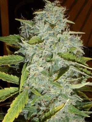Psychofruit Auto