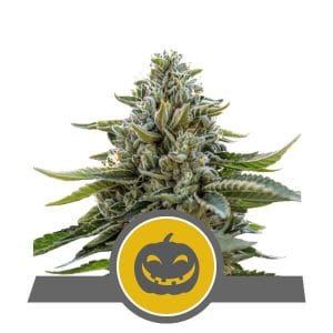 Pumpkin Kush