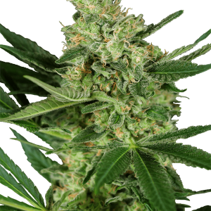 Pumpkin Spice cannabis seeds – Spicy – Feminized – 12/12 Photoperiod – image 1 from Seed City