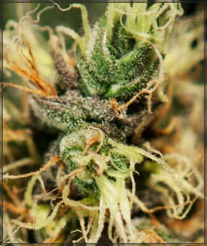 Image 2 of Pure Kush cannabis by Green House Seeds – Female seeds – 12/12 Photoperiod – Beginning of October – Seed City