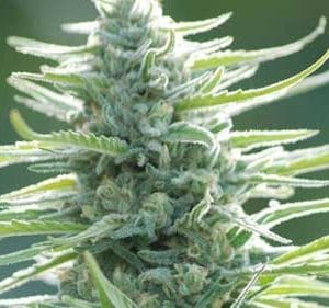 Pure Africa by Original Sensible Seeds – Tall (140cm plus) – Motivational – 12/12 Photoperiod – image 1 – Seed City