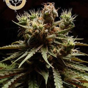 Image 1 of Pure Durban cannabis by Anesia Seeds – Sativa – Super Strength – Middle of October – Seed City