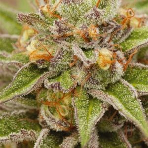 Pure Gelato by Vision Seeds – Large yield – Guaranteed female plants – Indoor – image 1 – Seed City