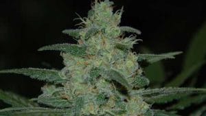 Pure Kush