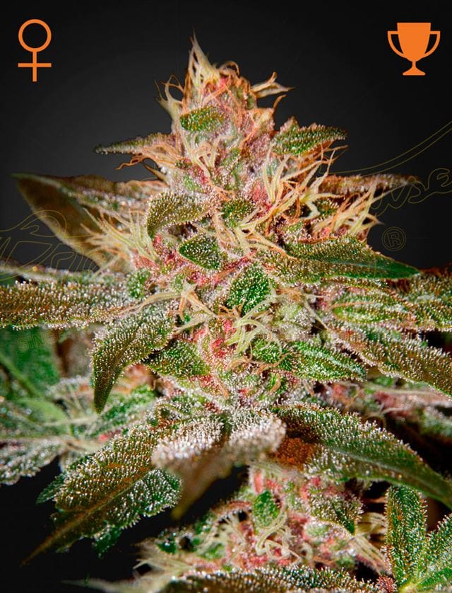 Image 1 of Pure Kush cannabis by Green House Seeds – Indica Dominant – Indoor – Excellent harvest potential – Seed City