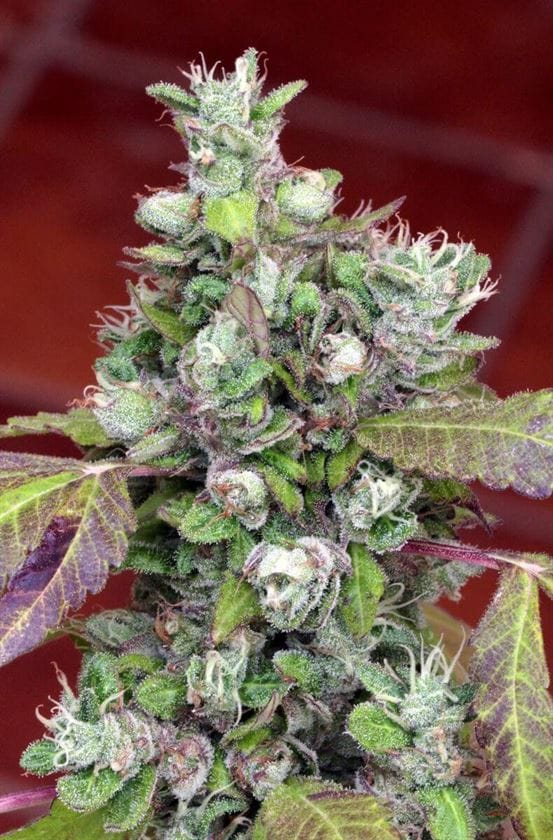 Pure Kush Cookies by Mamiko Seeds – Narcotic – Mostly Indica – 12/12 Photoperiod – image 1 – Seed City
