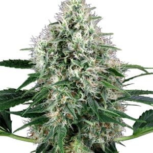 Pure Power Plant Auto by White Label Seeds – Euphoric – Suited for indoor growing – Auto-Flowering – image 1 – Seed City