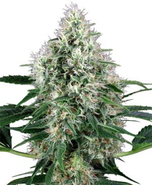 Pure Power Plant Auto