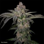 Pure Runtzy from TH Seeds