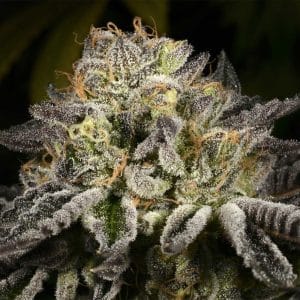 Incense – Indoor-friendly – 12/12 Photoperiod – Purp Skurp strain – image 1 – from Archive Seeds via Seed City