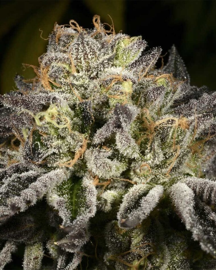 Incense – Indoor-friendly – 12/12 Photoperiod – Purp Skurp strain – image 1 – from Archive Seeds via Seed City