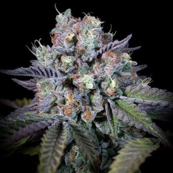 Purple Mints from Paradise Seeds