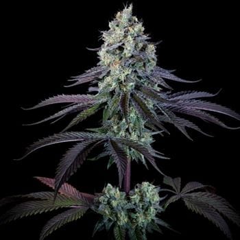 showing 12/12 Photoperiod – Mostly Indica – Sweet – image 2 – Seed City