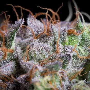 Purple Mints cannabis seeds – Couch Lock – Guaranteed female plants – Super Strength – image 3 from Seed City