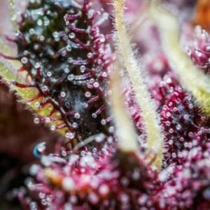 showing Cake – Auto-Flowering – Suited for indoor growing – image 1 – Seed City