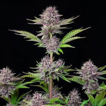 Purple Punch Auto from FastBuds