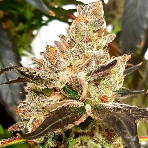 Purple Sunset by Dank Genetics – 12/12 Photoperiod – Indica – Indoor – image 2 – Seed City