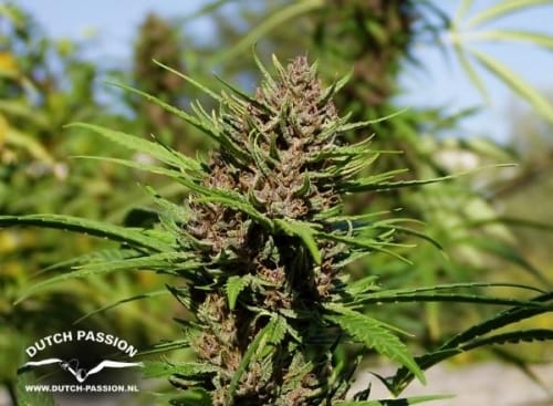 Greenhouse – Regular – 12/12 Photoperiod – Purple #1 strain – image 2 – from Dutch Passion Seeds via Seed City
