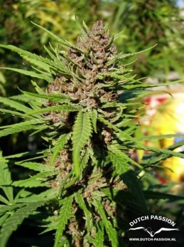 Purple #1 by Dutch Passion Seeds – 12/12 Photoperiod – 50% Indica/50% Sativa – Regular – image 3 – Seed City