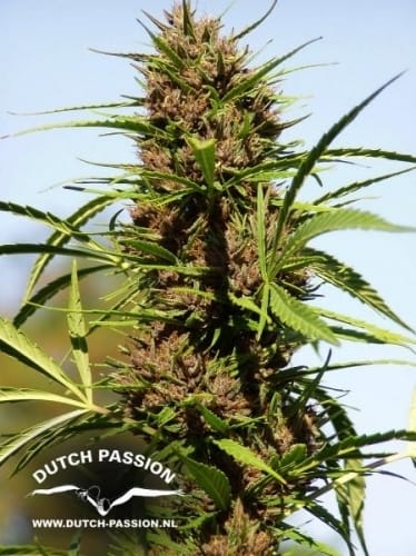 Purple #1 by Dutch Passion Seeds – 12/12 Photoperiod – Regular – 50% Indica/50% Sativa – image 5 – Seed City