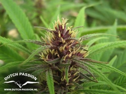 Purple #1 cannabis seeds – 12/12 Photoperiod – Greenhouse – Regular – image 6 from Seed City