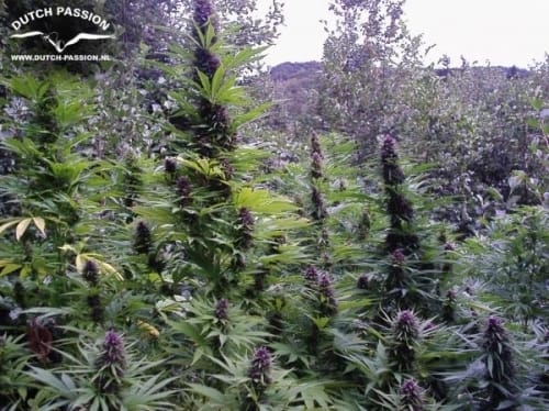 Image 7 of Purple #1 cannabis by Dutch Passion Seeds – Greenhouse – 12/12 Photoperiod – Regular – Seed City
