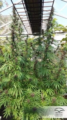 showing 50% Indica/50% Sativa – Regular – Greenhouse – image 8 – Seed City