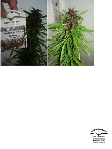 Purple #1 by Dutch Passion Seeds – Greenhouse – 12/12 Photoperiod – Regular – image 9 – Seed City