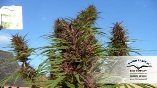 Image 10 of Purple #1 cannabis by Dutch Passion Seeds – 12/12 Photoperiod – 50% Indica/50% Sativa – Regular – Seed City