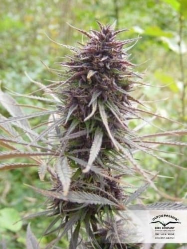 Purple #1 by Dutch Passion Seeds – Regular – 50% Indica/50% Sativa – Greenhouse – image 11 – Seed City