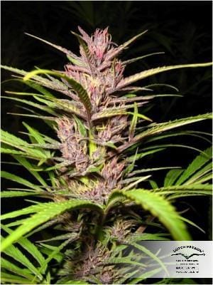 Purple #1 by Dutch Passion Seeds – Regular – Greenhouse – 12/12 Photoperiod – image 12 – Seed City
