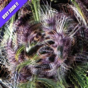 Image 1 of Purple cannabis by Pyramid Seeds – 50% Indica/50% Sativa – Female seeds – Fruity – Seed City